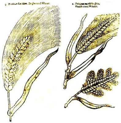 Bright and Double Eared Wheats